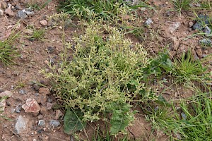 Sticky Mouse-ear: Cerastium glomeratum