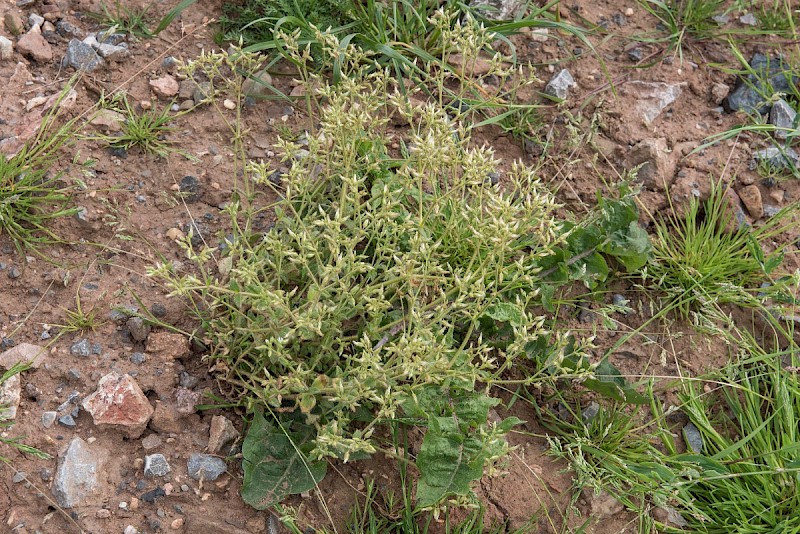 Cerastium glomeratum - © Charles Hipkin