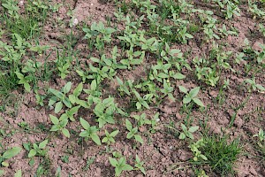 Sunflower: Helianthus annuus