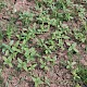 Helianthus annuus