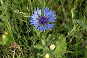 Cornflower: Centaurea cyanus