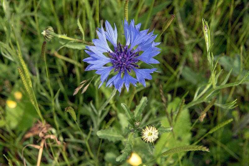 Centaurea cyanus - © Charles Hipkin