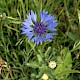 Centaurea cyanus