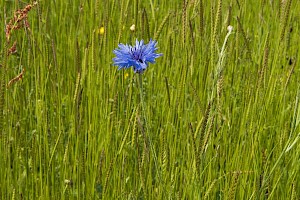 Cornflower: Centaurea cyanus