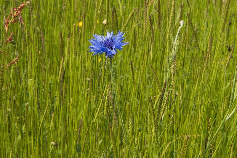 Centaurea cyanus - © Charles Hipkin