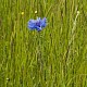 Centaurea cyanus