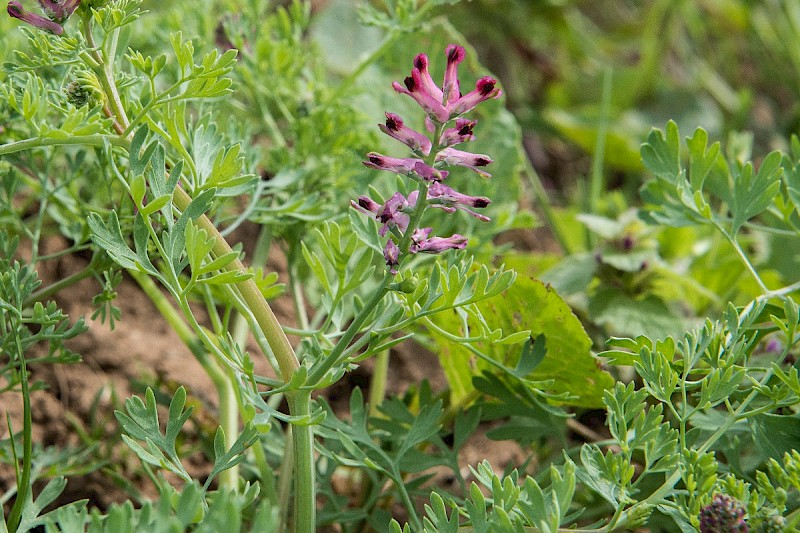 Fumaria officinalis - © Charles Hipkin