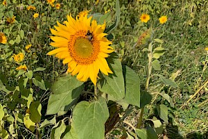 Sunflower: Helianthus annuus