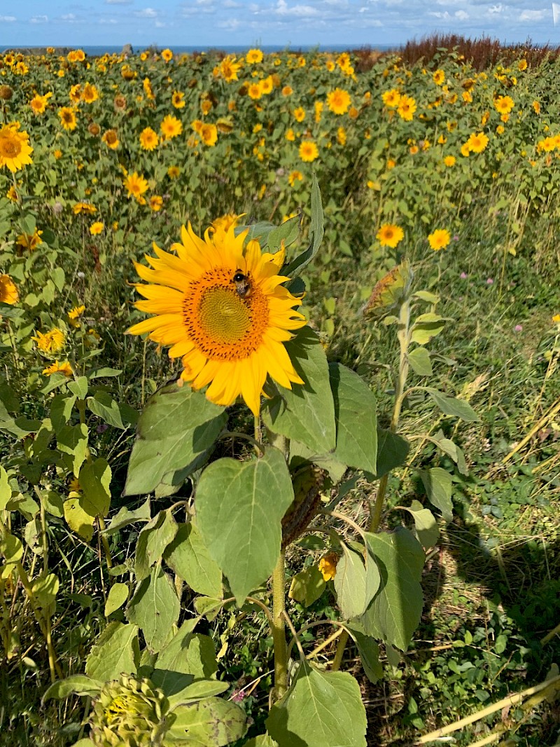 Helianthus annuus - © Mark Hipkin