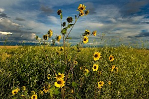 Sunflower: Helianthus annuus