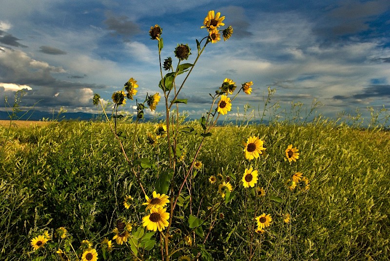 Helianthus annuus - © Charles Hipkin