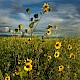 Helianthus annuus