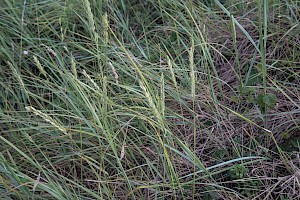 Lyme-grass: Leymus arenarius