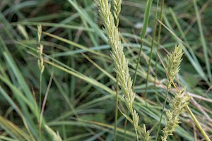 Lyme-grass: Leymus arenarius