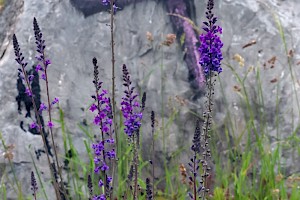 Linaria purpurea Purple Toadflax