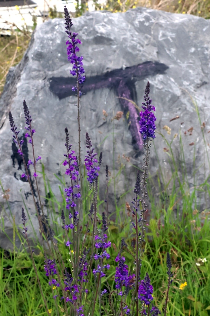 Linaria purpurea - © Charles Hipkin