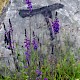 Linaria purpurea