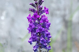 Purple Toadflax: Linaria purpurea