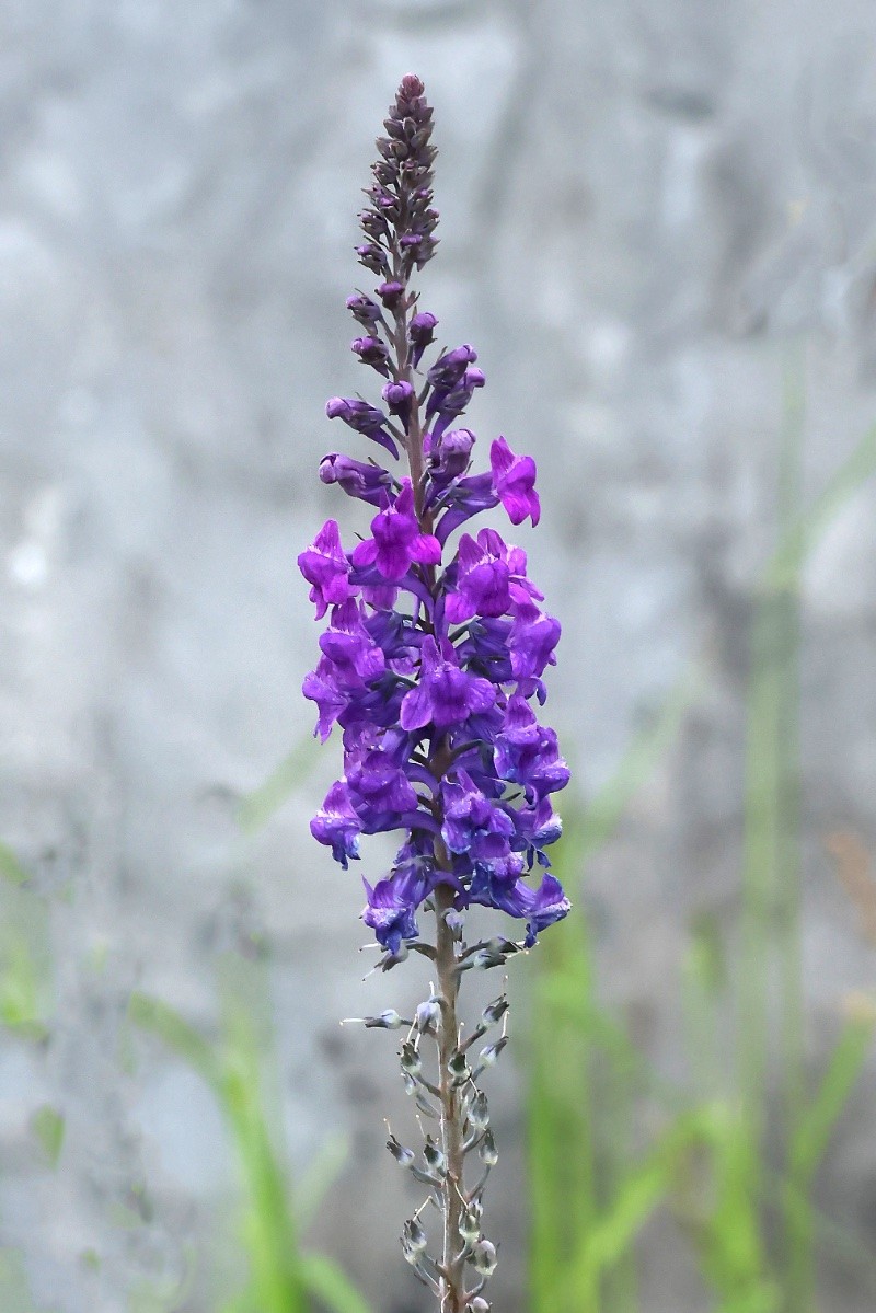 Linaria purpurea - © Charles Hipkin