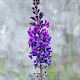 Linaria purpurea