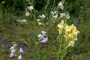 L. repens x vulgaris: Linaria x sepium