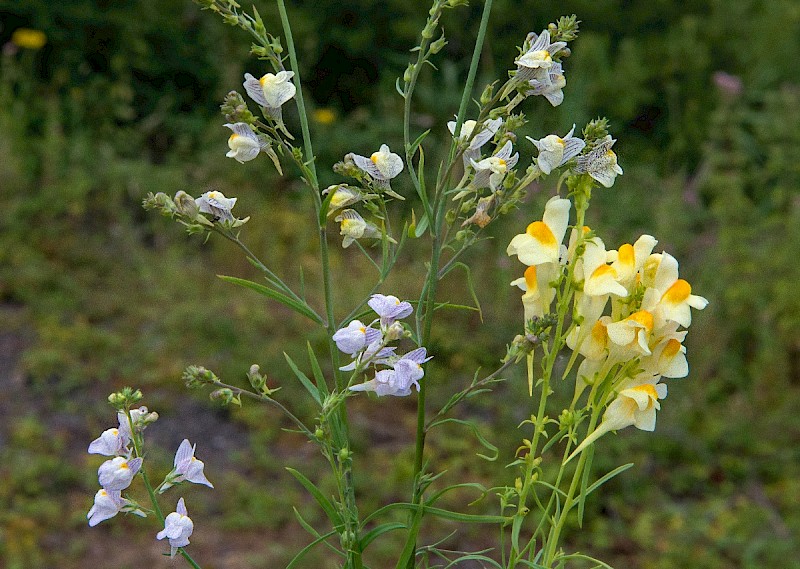 Linaria x sepium - © Charles Hipkin