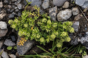 Lesser Swine-cress: Lepidium didymum