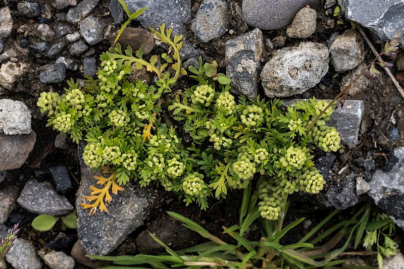 Lepidium didymum - © Charles Hipkin