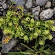 Lepidium didymum