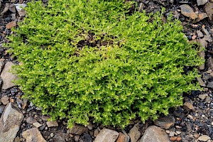 Lesser Swine-cress: Lepidium didymum