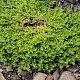 Lepidium didymum