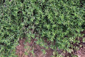 Swine-cress: Lepidium coronopus