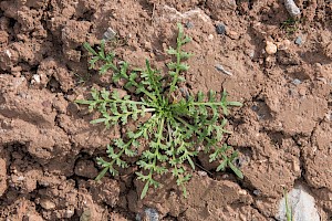 Swine-cress: Lepidium coronopus