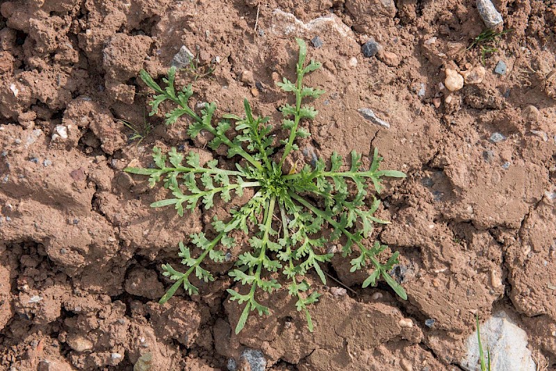 Lepidium coronopus - © Charles Hipkin