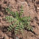 Lepidium coronopus