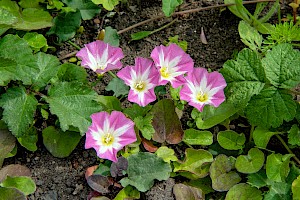 Field Bindweed: Convolvulus arvensis