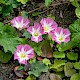 Convolvulus arvensis