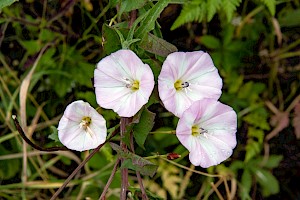 Field Bindweed: Convolvulus arvensis