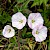 Convolvulus arvensis - © Charles Hipkin