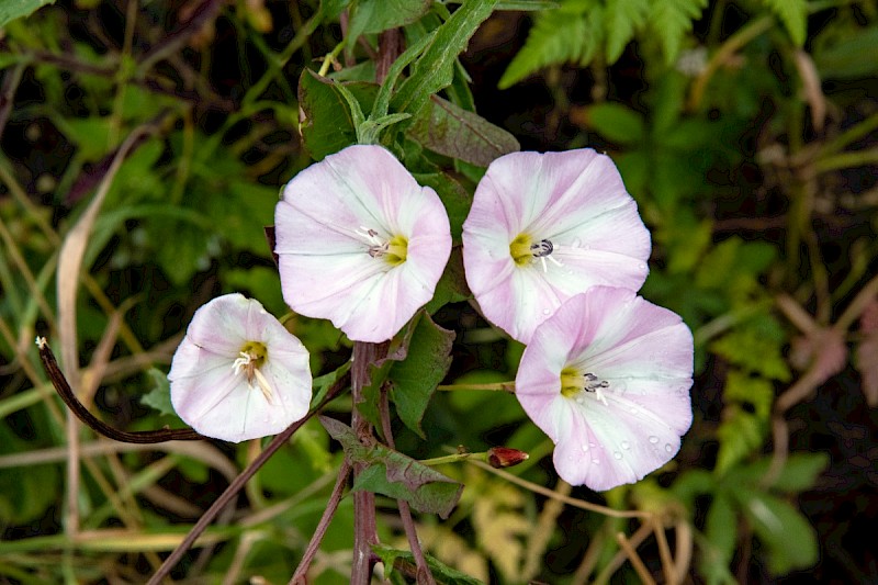 Convolvulus arvensis - © Charles Hipkin