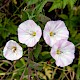 Convolvulus arvensis