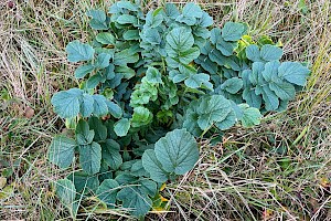 Sea Radish: Raphanus raphanistrum subsp. maritimus