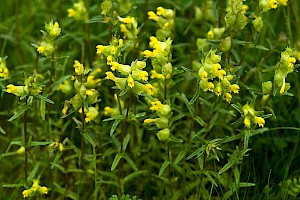 Yellow-rattle: Rhinanthus minor