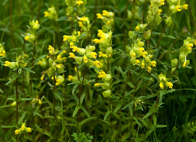 Rhinanthus minor - © Charles Hipkin