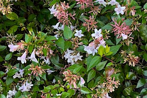 Abelia x grandiflora Glossy Abelia