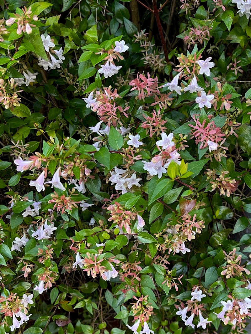 Abelia x grandiflora - © Charles Hipkin