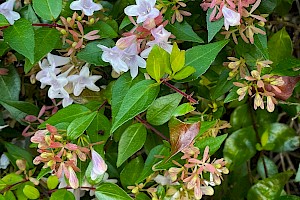 Glossy Abelia: Abelia x grandiflora