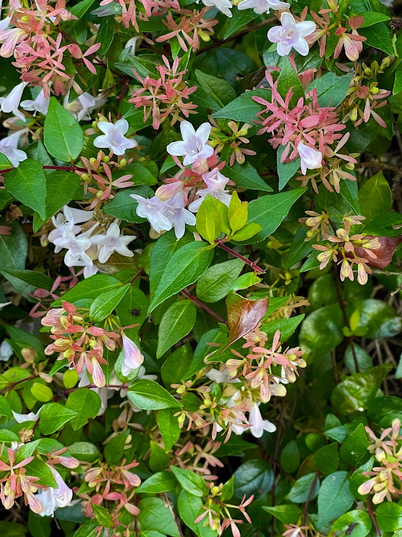 Abelia x grandiflora - © Charles Hipkin