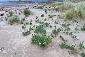 Sea Spurge: Euphorbia paralias