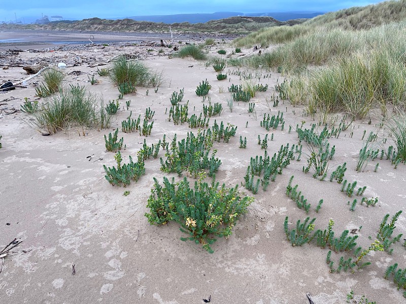 Euphorbia paralias - © Charles Hipkin